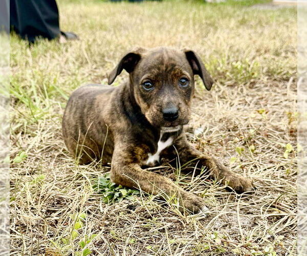 Medium Photo #2 Boxer-Unknown Mix Puppy For Sale in Tampa, FL, USA