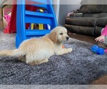 Small Photo #3 Golden Retriever Puppy For Sale in BLACK FOREST, CO, USA