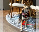 Small #3 Beagle Mix