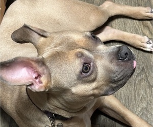 American Bulldog Puppy for sale in HAMPTON, VA, USA