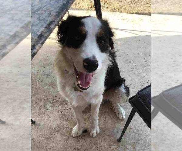 Medium Photo #1 Border Collie Puppy For Sale in KYLE, TX, USA