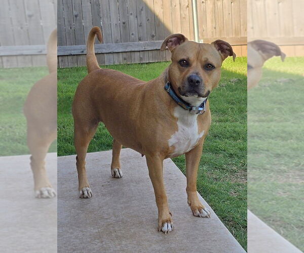 Medium Photo #14 American Pit Bull Terrier-Unknown Mix Puppy For Sale in OKLAHOMA CITY, OK, USA