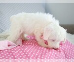 Small Photo #7 Poodle (Miniature)-Sheepadoodle Mix Puppy For Sale in SHIPSHEWANA, IN, USA