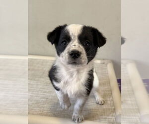 Borador Dogs for adoption in Bolivar, MO, USA