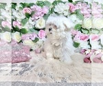 Small Photo #77 Maltese Puppy For Sale in HAYWARD, CA, USA