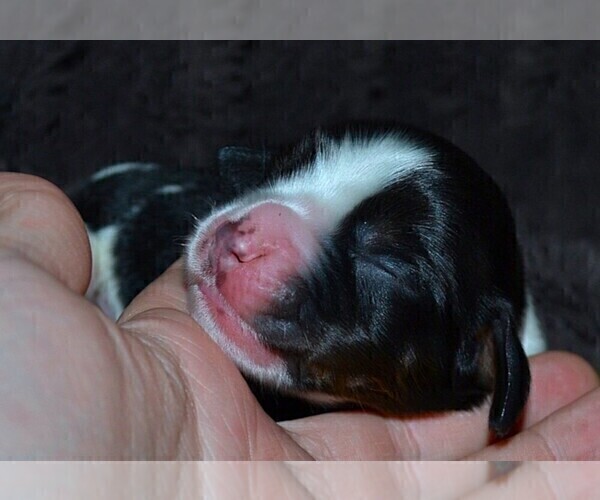 Medium Photo #4 English Springer Spaniel Puppy For Sale in LITCHFIELD, MN, USA