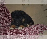 Small #2 German Shepherd Dog