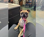 Small #17 Pug Mix