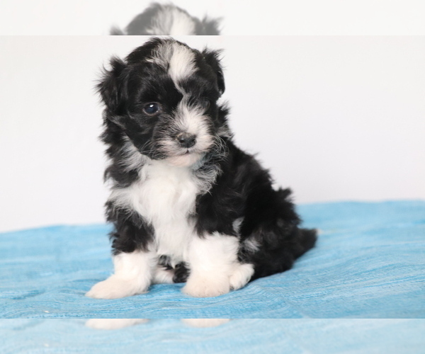 Medium Photo #2 Havanese Puppy For Sale in SHILOH, OH, USA
