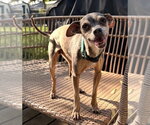 Small #1 Chihuahua