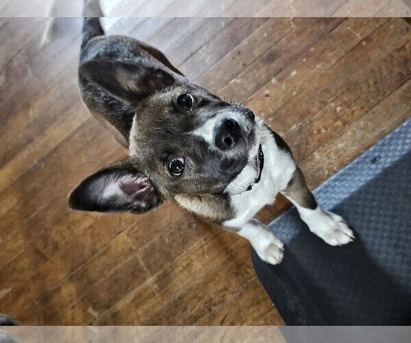 Medium Photo #4 Labsky Puppy For Sale in Sheboygan, WI, USA