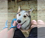 Small #1 Siberian Husky