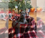 Small Photo #7 Cane Corso Puppy For Sale in WATERBURY, CT, USA