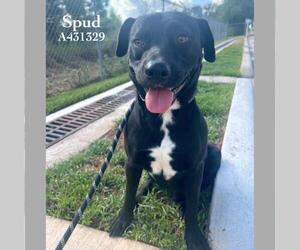 Labrador Retriever-Unknown Mix Dogs for adoption in Conroe, TX, USA