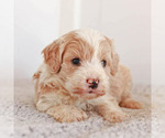 Puppy 4 Miniature Bernedoodle