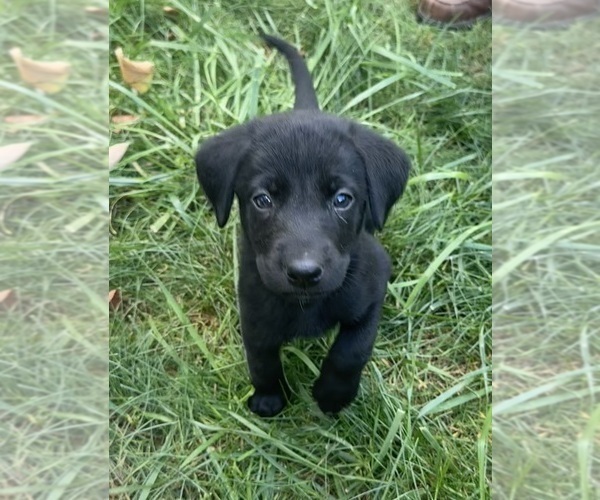 Medium Photo #1 Labrador Retriever Puppy For Sale in WOODBRIDGE, CT, USA