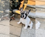 Small Photo #5 French Bulldog Puppy For Sale in FORDS, NJ, USA