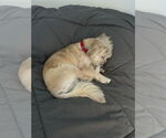 Small Photo #15 Mutt Puppy For Sale in Philadelphia, PA, USA