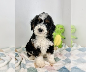 Miniature Bernedoodle Puppy for sale in FRANKLIN, IN, USA
