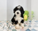 Small Miniature Bernedoodle