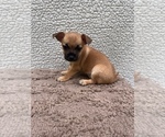 Small Photo #5 Chiweenie-Jack Russell Terrier Mix Puppy For Sale in SAINT AUGUSTINE, FL, USA