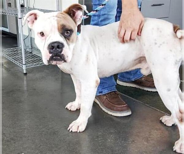 Medium Photo #2 American Bulldog Puppy For Sale in Houston, TX, USA