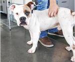 Small #1 American Bulldog