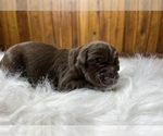 Small #7 Labrador Retriever