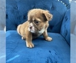 Small #15 English Bulldog