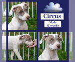 Small American Bulldog-Whippet Mix