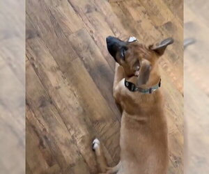 Flower Patch Litter Buttercup - Located in TX - Female German Shepherd Dog-Unknown Mix Dog for Adoption - Photo #4