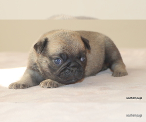 Pug Puppy for sale in WINNSBORO, TX, USA