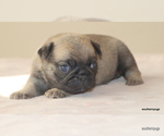 Image preview for Ad Listing. Nickname: Litter of 4