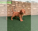 Small #36 Goldendoodle