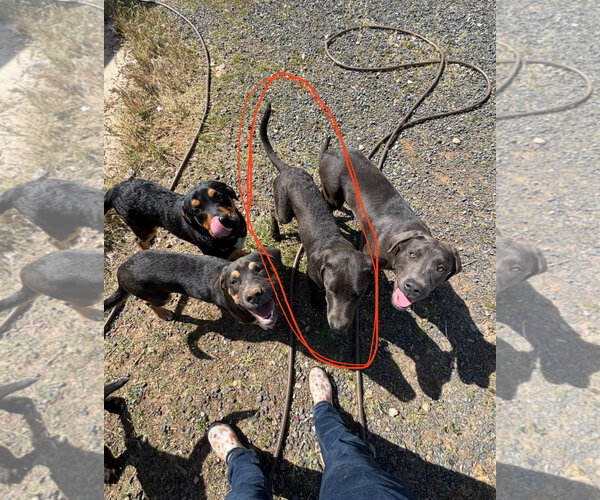 Medium Photo #8 Labrenees Puppy For Sale in Milpitas, CA, USA