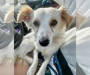 Chion Dogs for adoption in Newport Beach, CA, USA