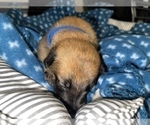 Small Photo #282 Belgian Malinois Puppy For Sale in REESEVILLE, WI, USA