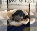 Small Photo #3 Aussiedoodle Puppy For Sale in ARKOMA, OK, USA