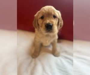 Golden Retriever Puppy for sale in CERES, CA, USA