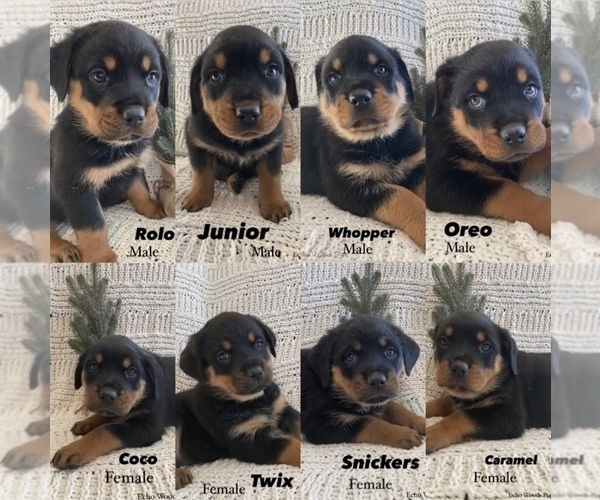 Medium Photo #1 Rottweiler Puppy For Sale in NARVON, PA, USA