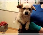 Small Mutt