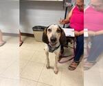 Small Bloodhound Mix