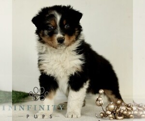 Australian Shepherd Puppy for sale in LANCASTER, PA, USA