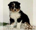 Small Australian Shepherd