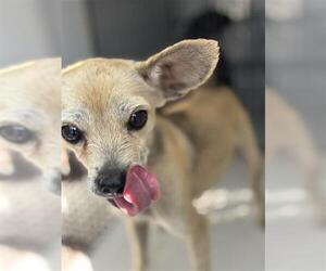 Chihuahua Dogs for adoption in Houston, TX, USA