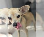 Small Chihuahua