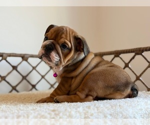 English Bulldog Puppy for sale in REVERE, MA, USA