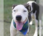 Small American Staffordshire Terrier