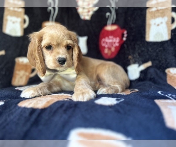 Medium Photo #4 Cocker Spaniel Puppy For Sale in LAKELAND, FL, USA