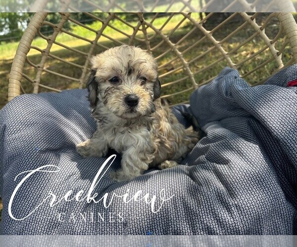 Medium Photo #2 Havachon Puppy For Sale in NIANGUA, MO, USA